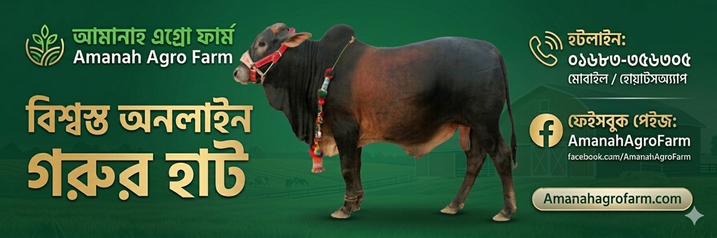 amanah livestock