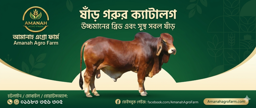 Bull (ষাঁড়)