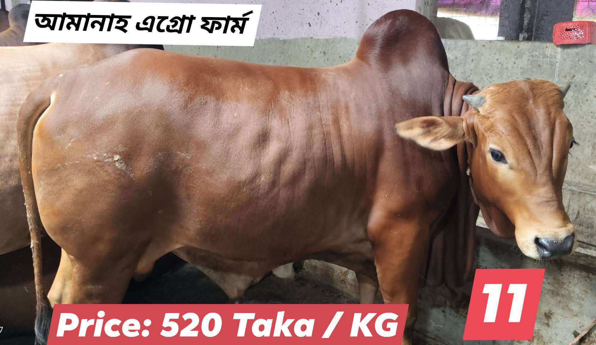 দেশী ষাঁড় - Deshi Bull