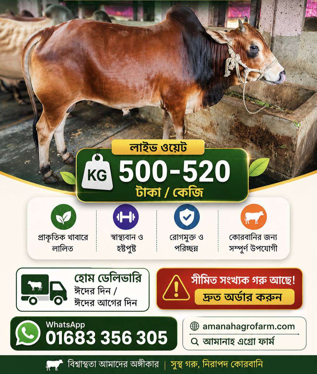 দেশী ষাঁড় - Deshi Bull